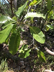 Chionanthus ramiflorus