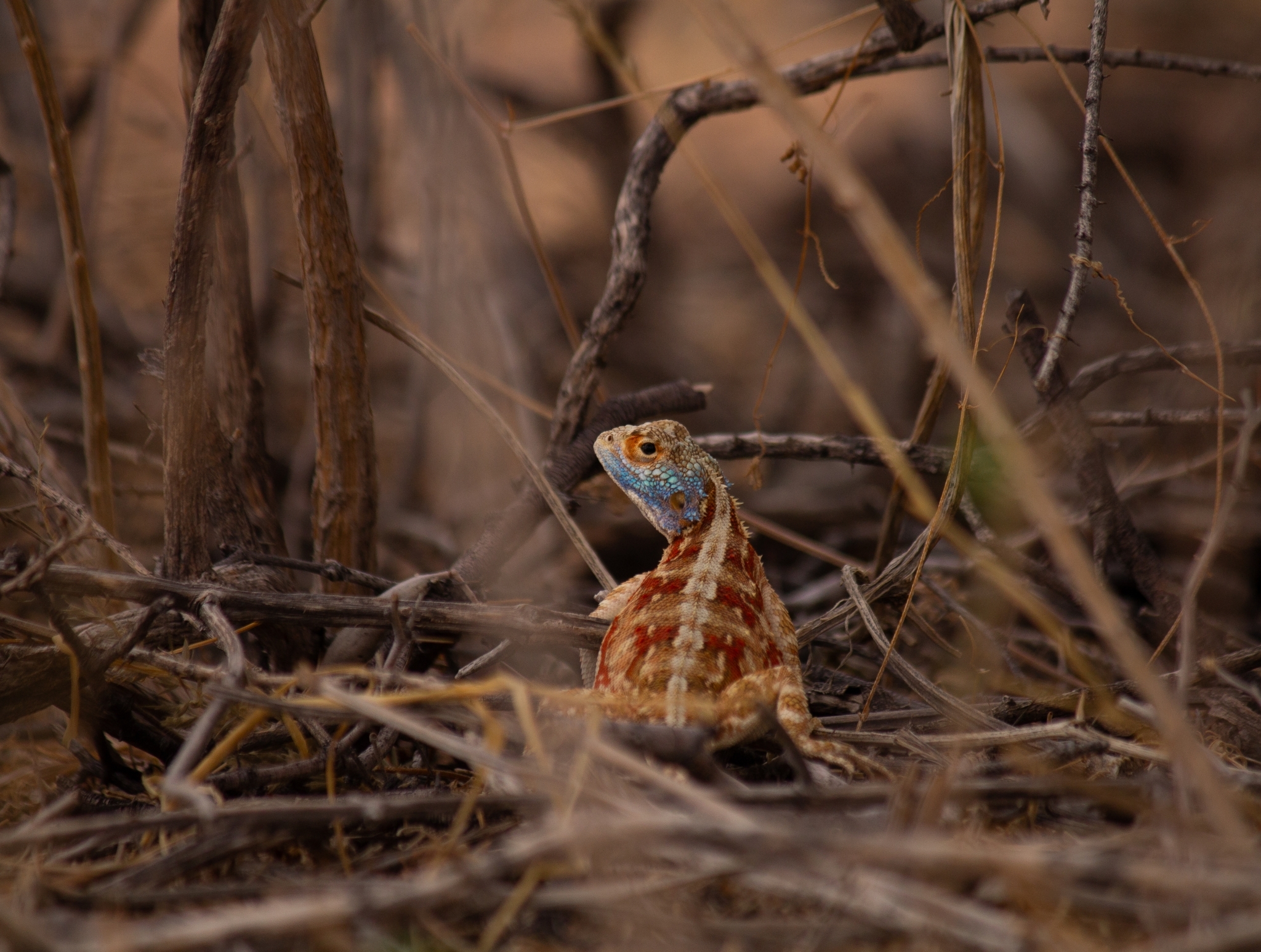Agama aculeata Merrem, 1820