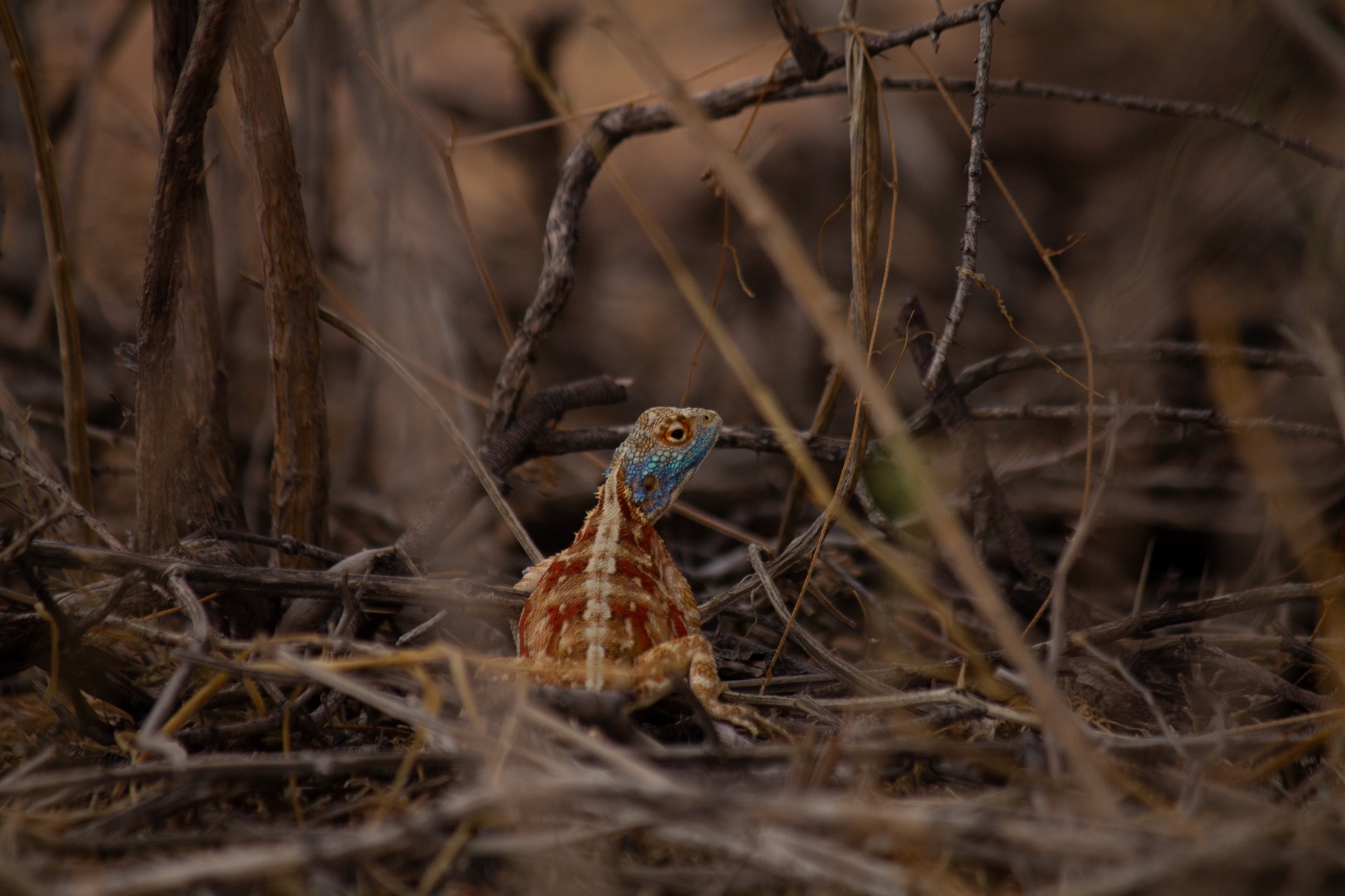 Agama aculeata Merrem, 1820
