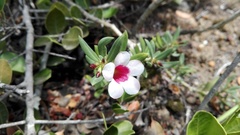 Pachypodium bispinosum