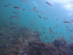 Trachinops caudimaculatus