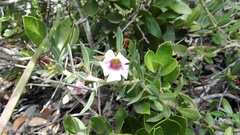 Pachypodium bispinosum