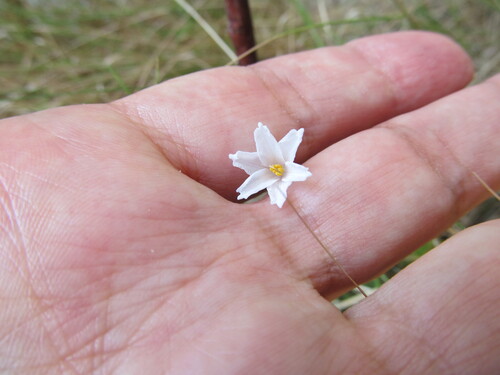 Autumn snowflake (Acis autumnalis)