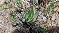 Haworthiopsis fasciata