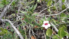 Pachypodium bispinosum