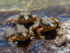 Rana muscosa