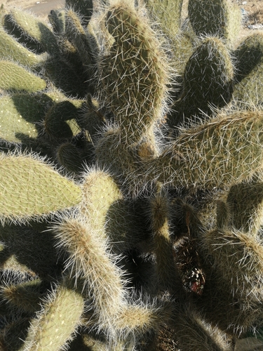 Arborescent Pricklypear