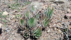 Haworthiopsis fasciata