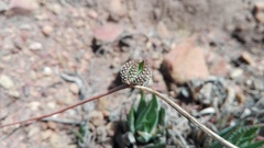 Haworthiopsis fasciata