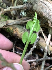 Botrychium neolunaria