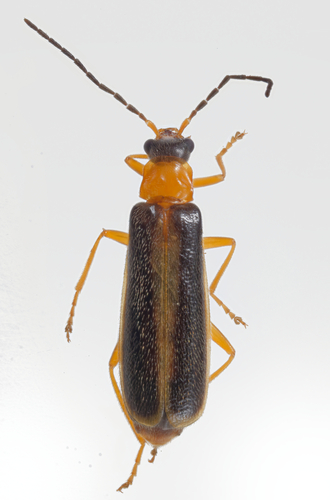 Rhagonycha mollis