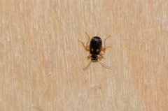 Dromius fenestratus