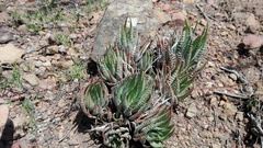 Haworthiopsis fasciata