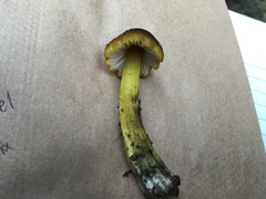 Hygrocybe