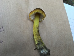 Hygrocybe