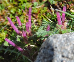 Pedicularis siphonantha