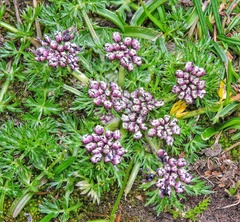 Cortia depressa