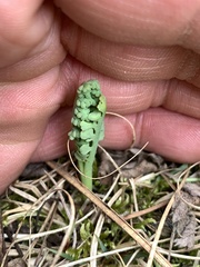 Botrychium pallidum image