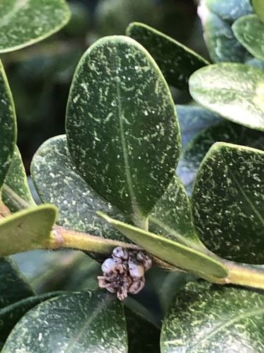 Boxwood Mite