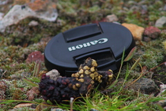 Bassariscus