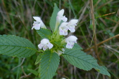 Galeopsis segetum