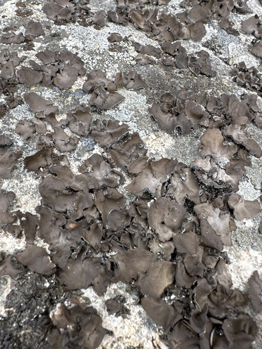 Lesser Rocktripe