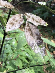 Alternaria dauci