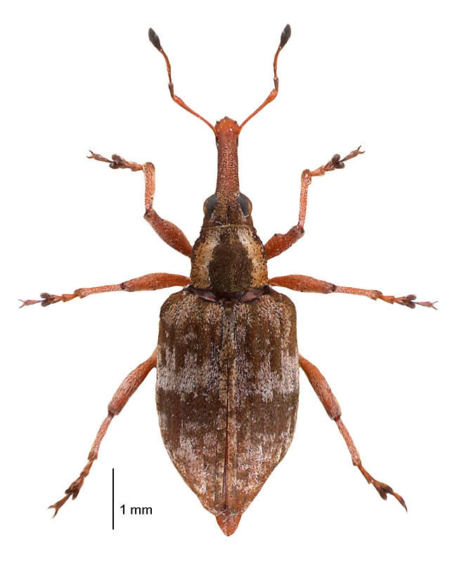 Goneumus