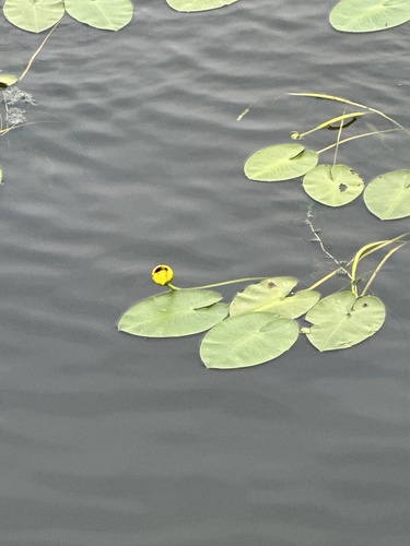 Variegated Yellow Pond-Lily