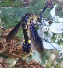 Lepidophora lepidocera