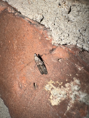 Dried Fruit Moth photo 2
