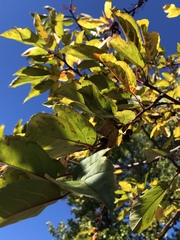 Malus sargentii
