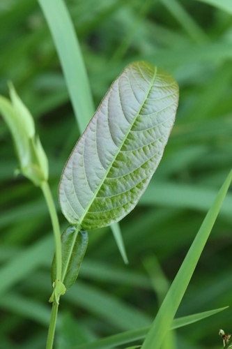 Tadehagi triquetrum, photograph 4