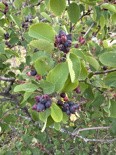 Saskatoon