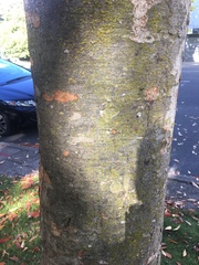 Zelkova serrata