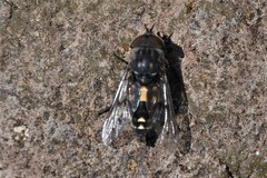 Poeciloderas quadripunctatus
