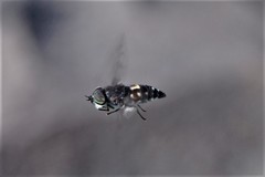 Poeciloderas quadripunctatus