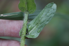 Erigeron variifolius