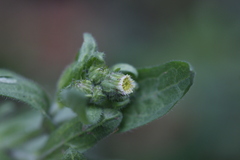 Erigeron variifolius