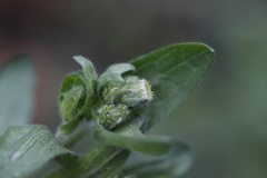 Erigeron variifolius