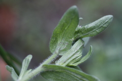 Erigeron variifolius