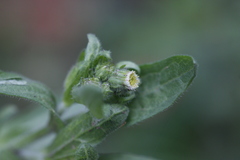 Erigeron variifolius