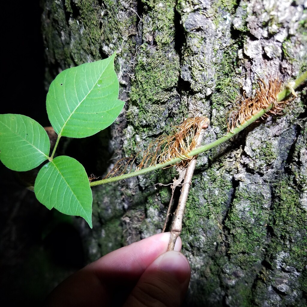 Rhizocecis rhois