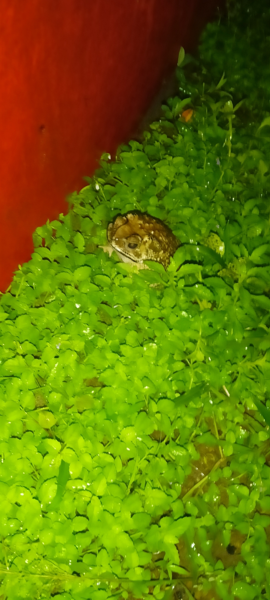 Indian Common True Toad