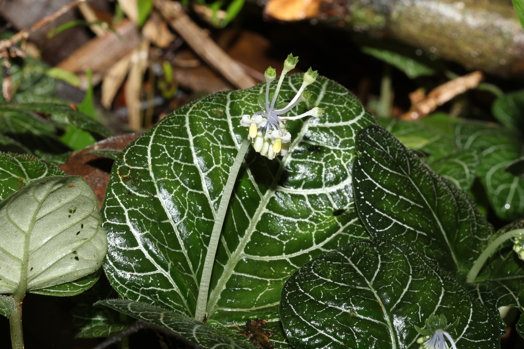 Argostemma pictum