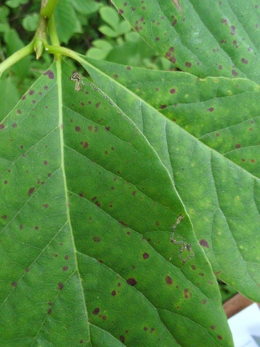 Ectoedemia nyssaefoliella photo 2