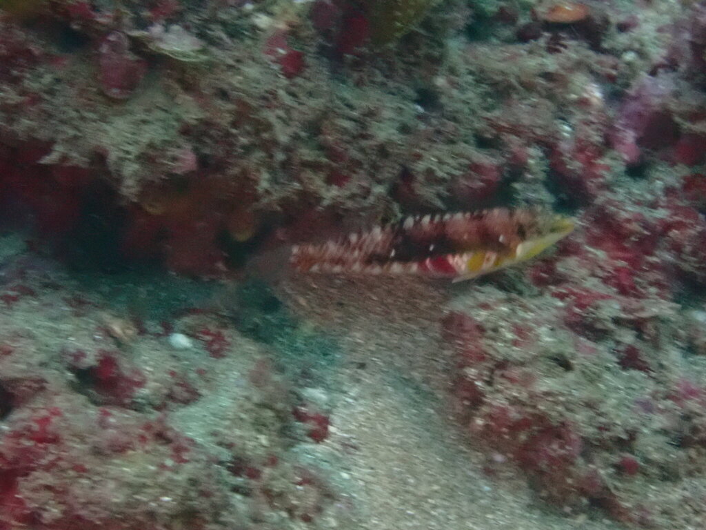 Nebulous wrasse
