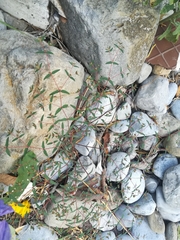 Euphorbia cumbrae