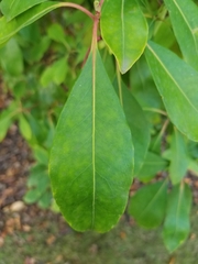 Magnoliopsida