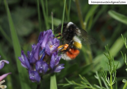 Prshewalsky's bumblebee